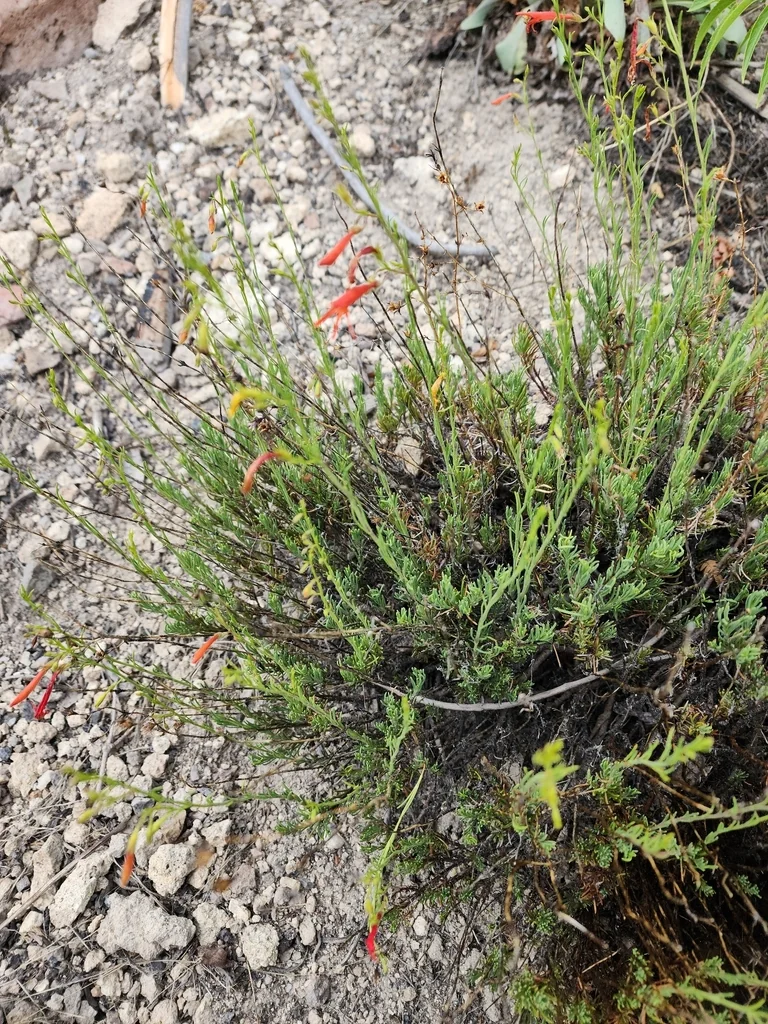 Penstemon Pinifolius