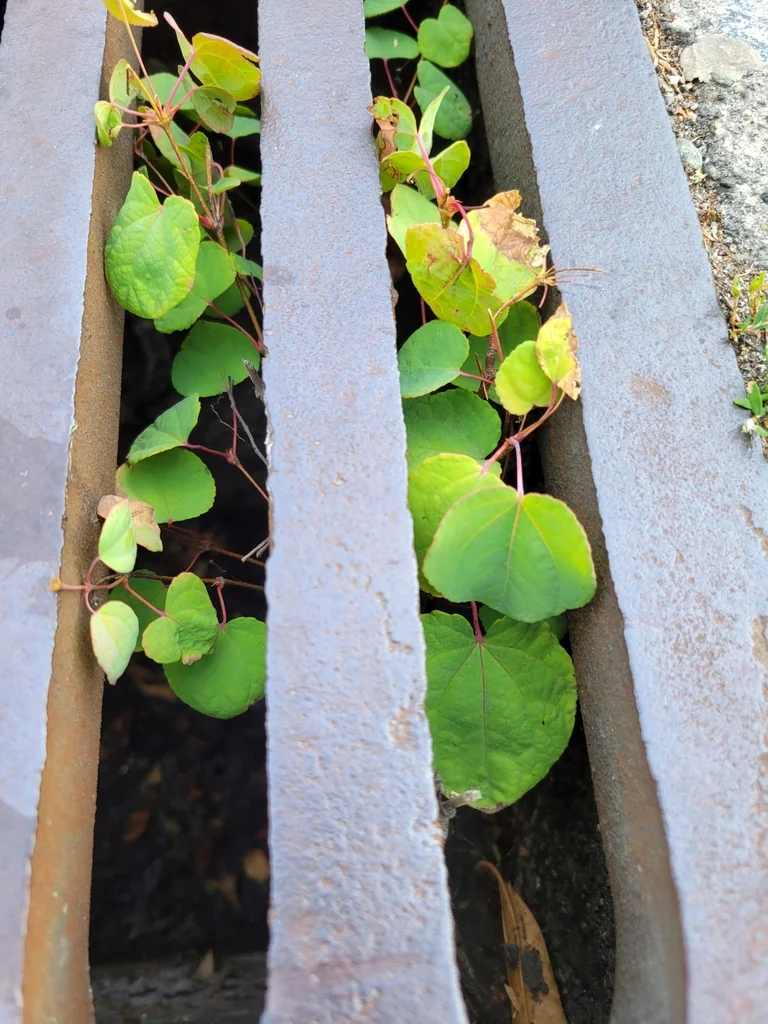 Cercidiphyllum Japonicum