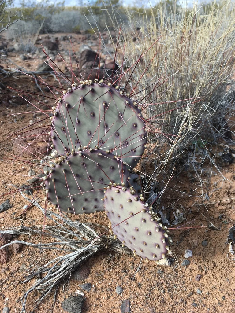 Opuntia Macrocentra