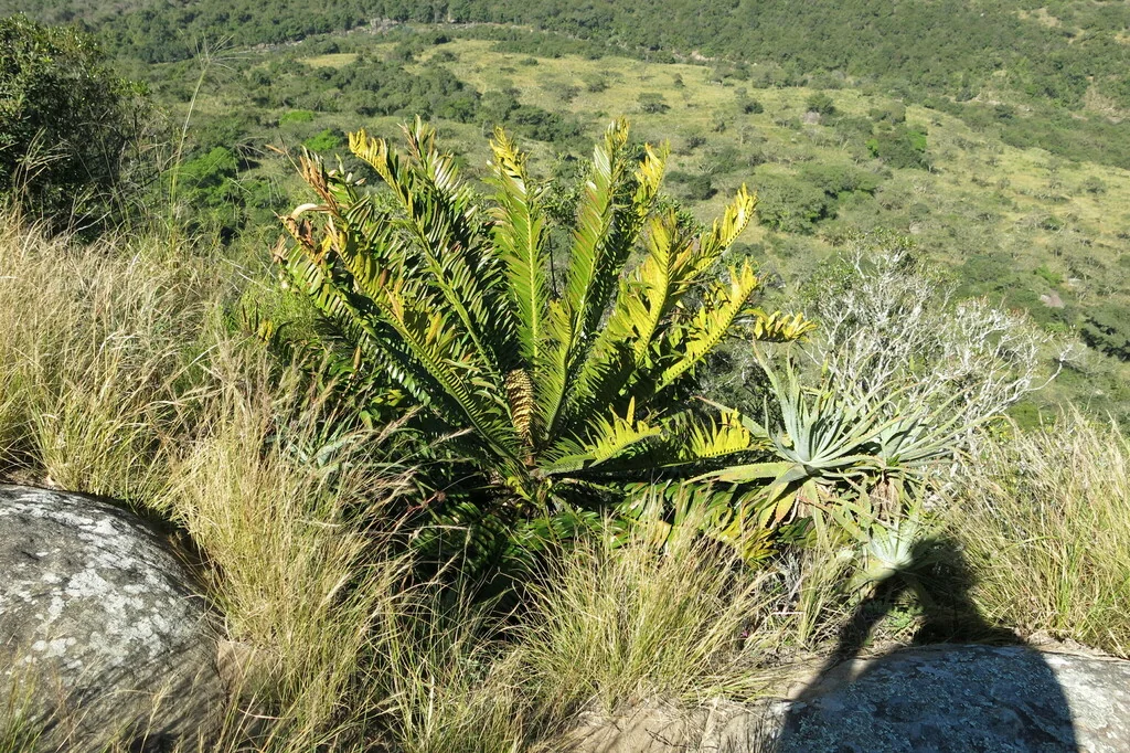 Encephalartos Natalensis