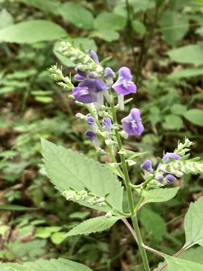 Scutellaria Incana