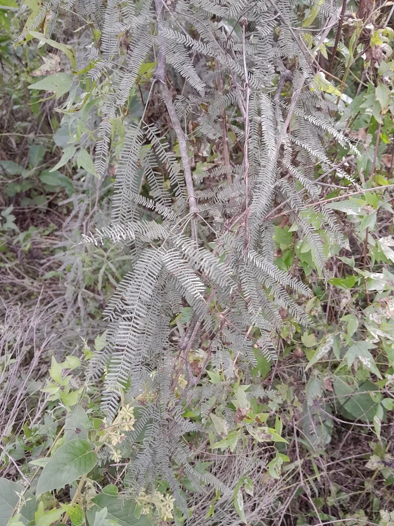 Prosopis Alba