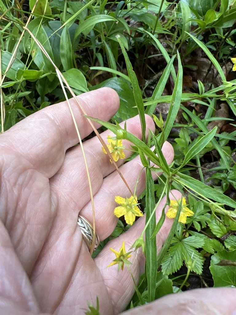 Lysimachia Lanceolata