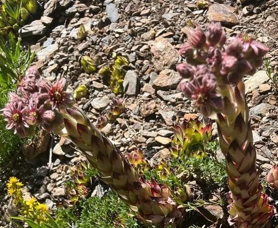Sempervivum Tectorum