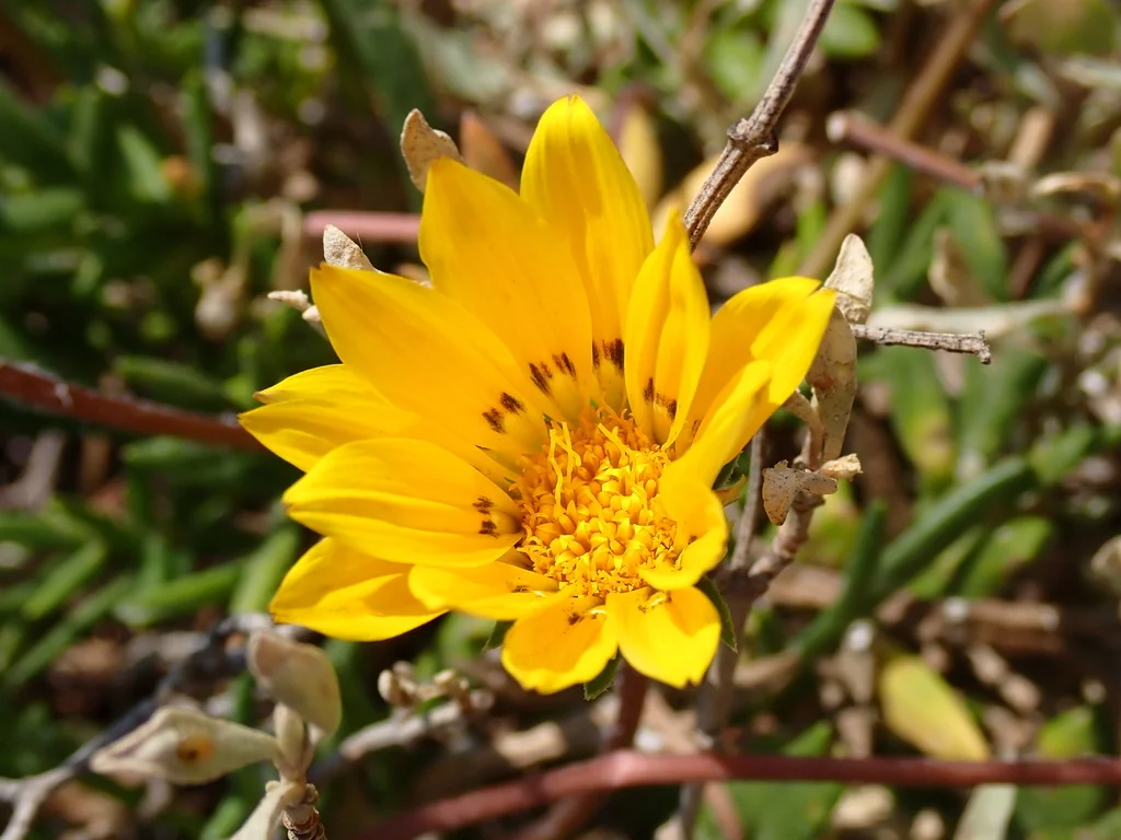 Gazania Rigens