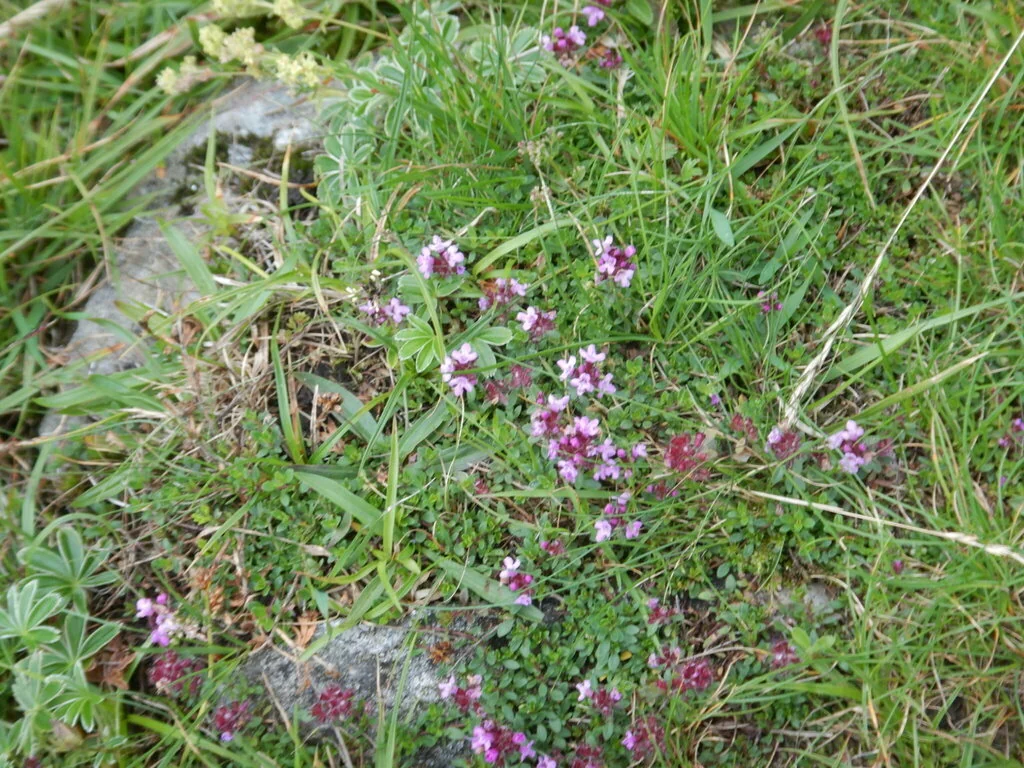 Thymus Praecox Arcticus