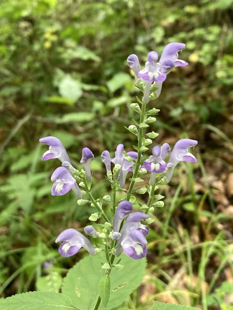 Scutellaria Incana