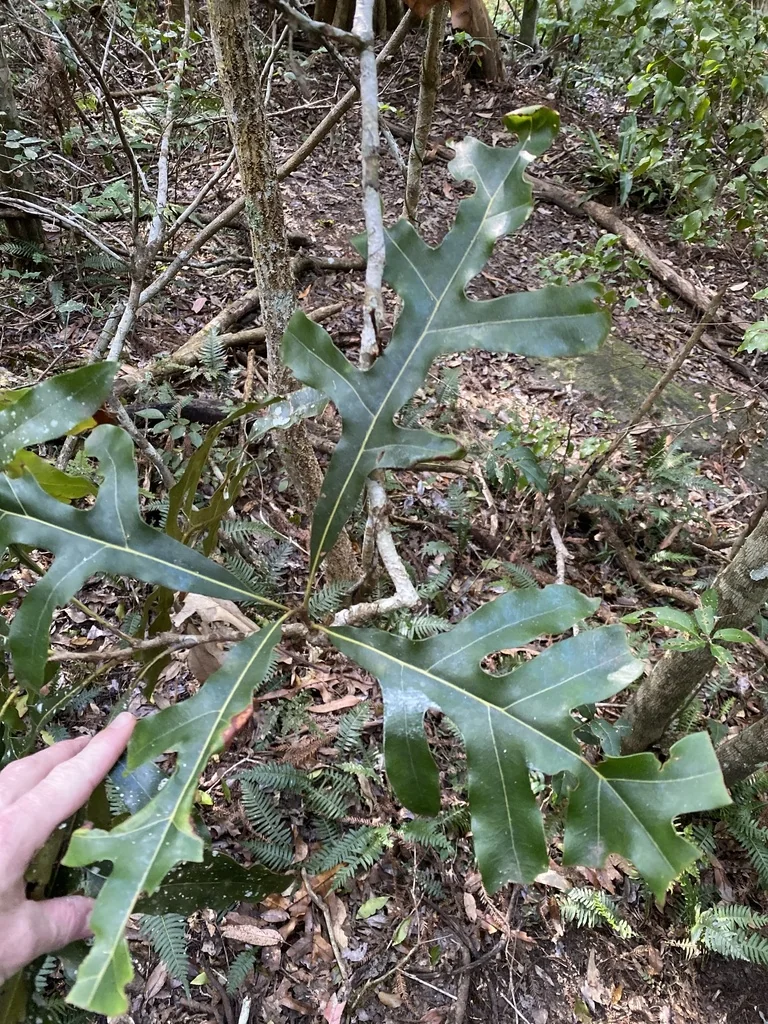 Stenocarpus Sinuatus