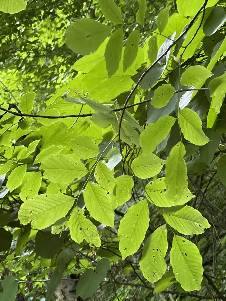 Cladrastis Kentukea