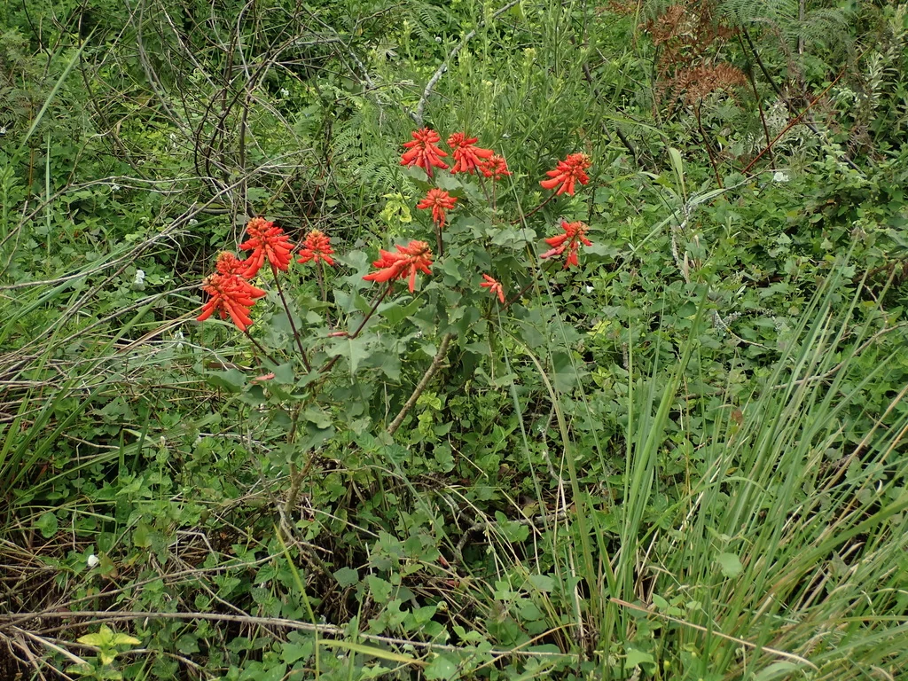 Erythrina Humeana