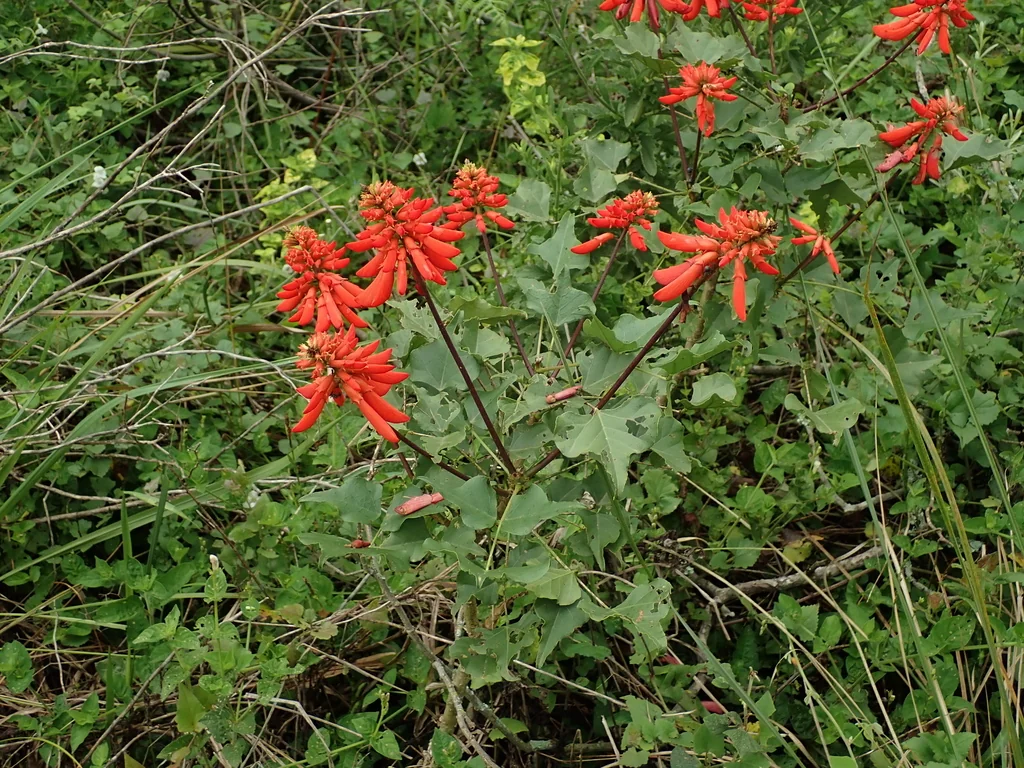 Erythrina Humeana