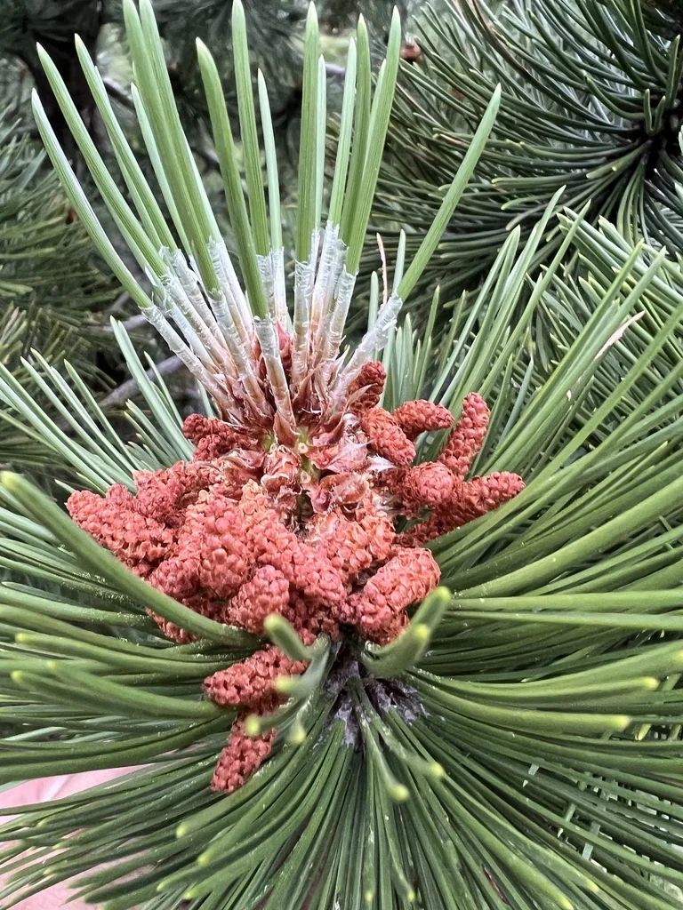 Pinus Heldreichii
