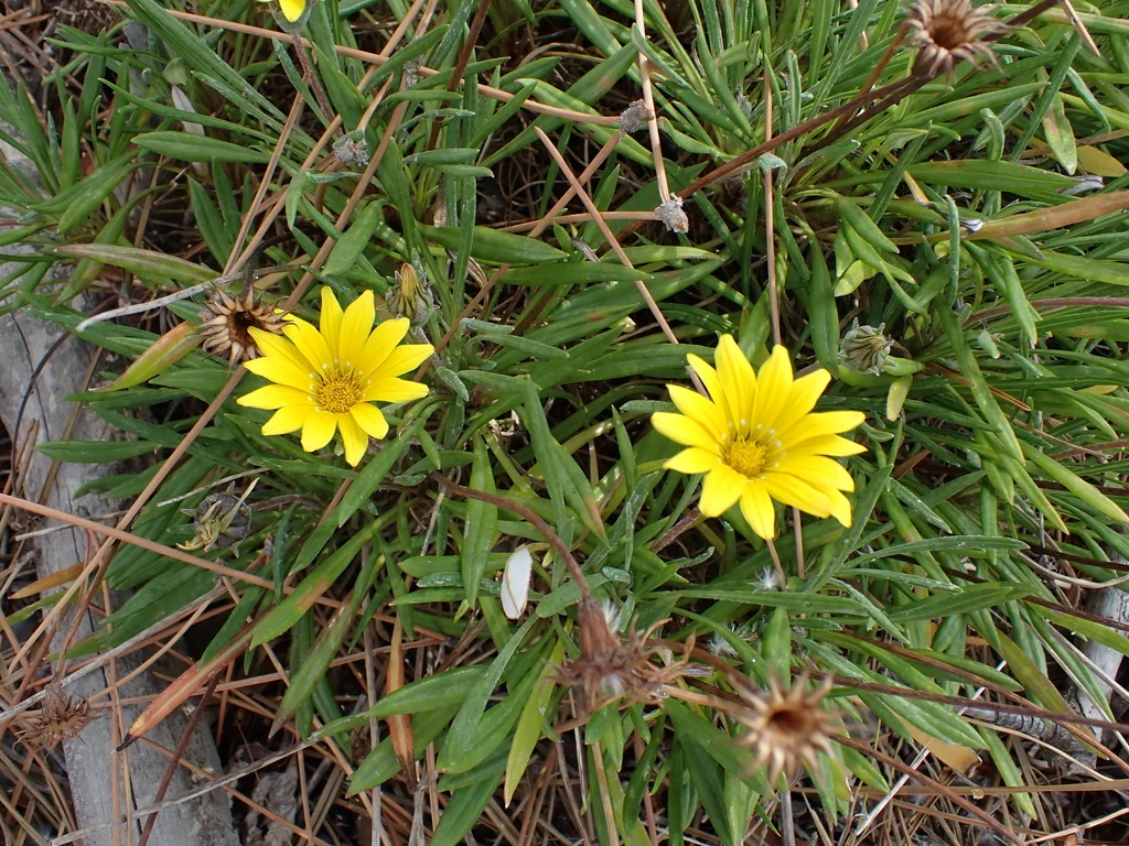 Gazania Rigens