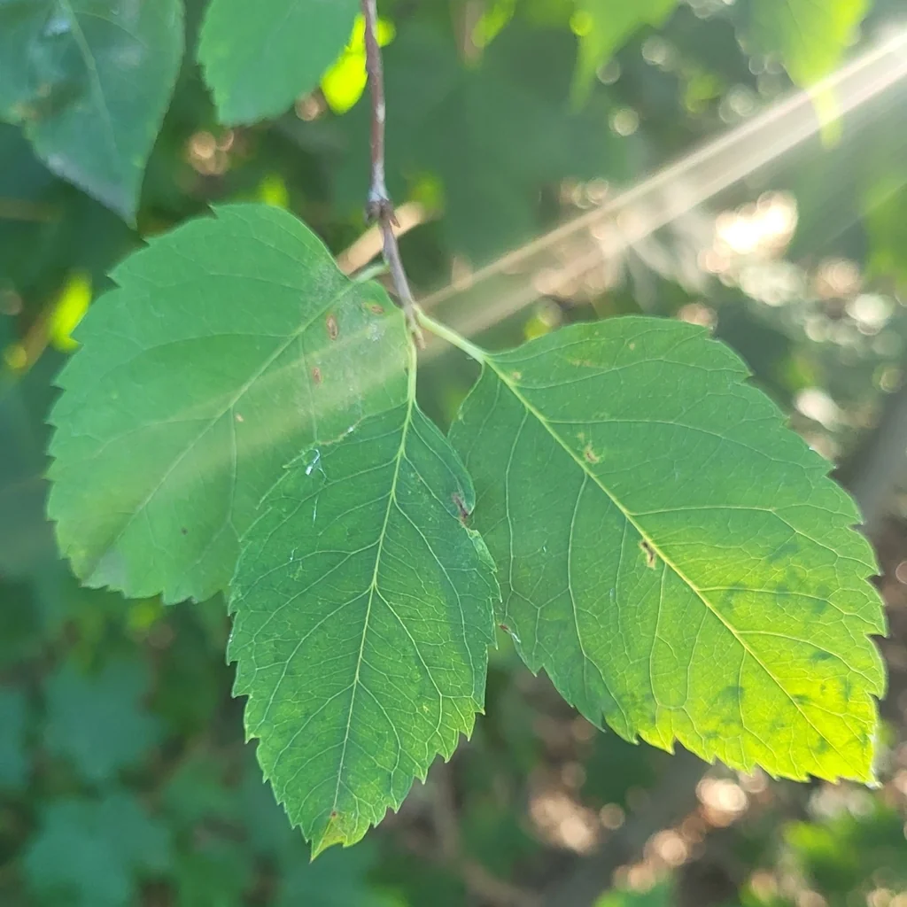 Amelanchier Laevis