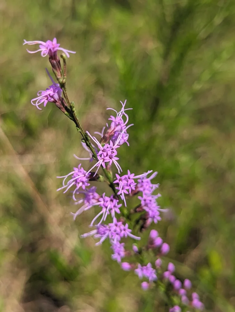 Liatris Microcephala