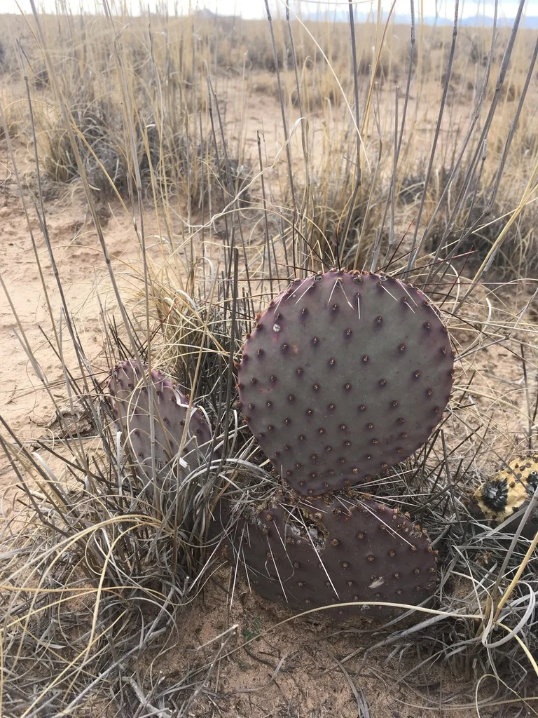 Opuntia Macrocentra