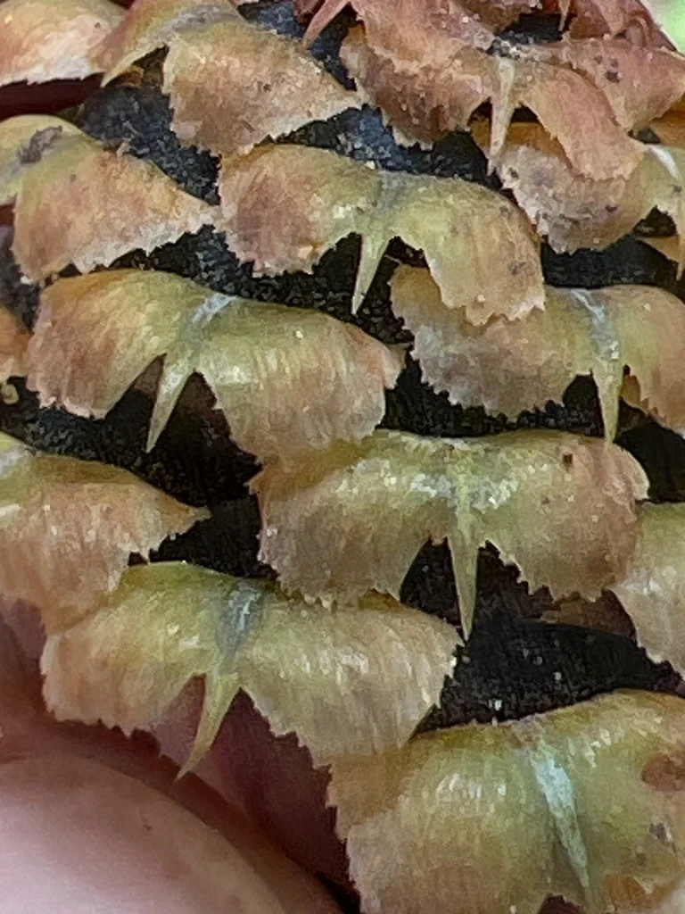 Abies Fraseri