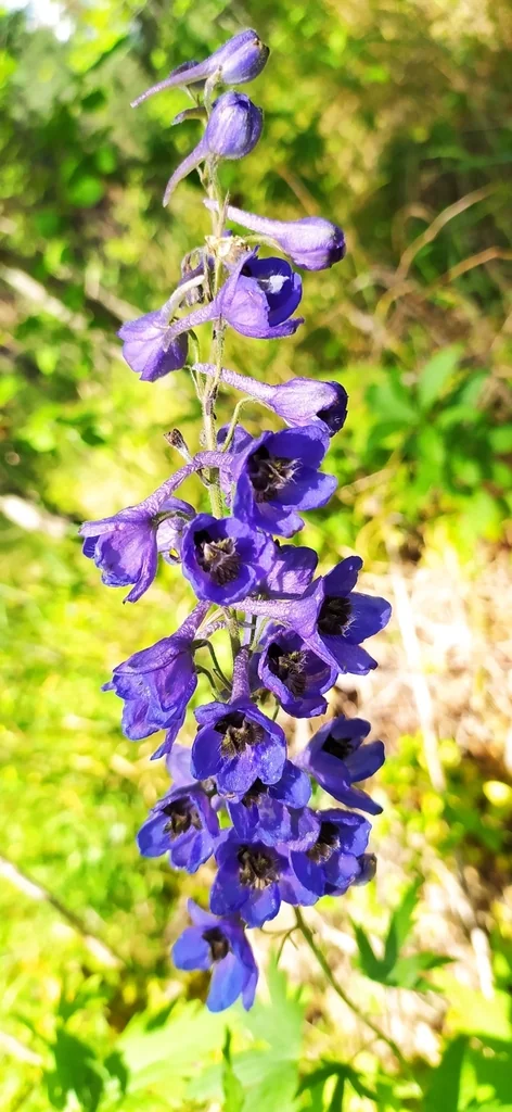 Delphinium Elatum
