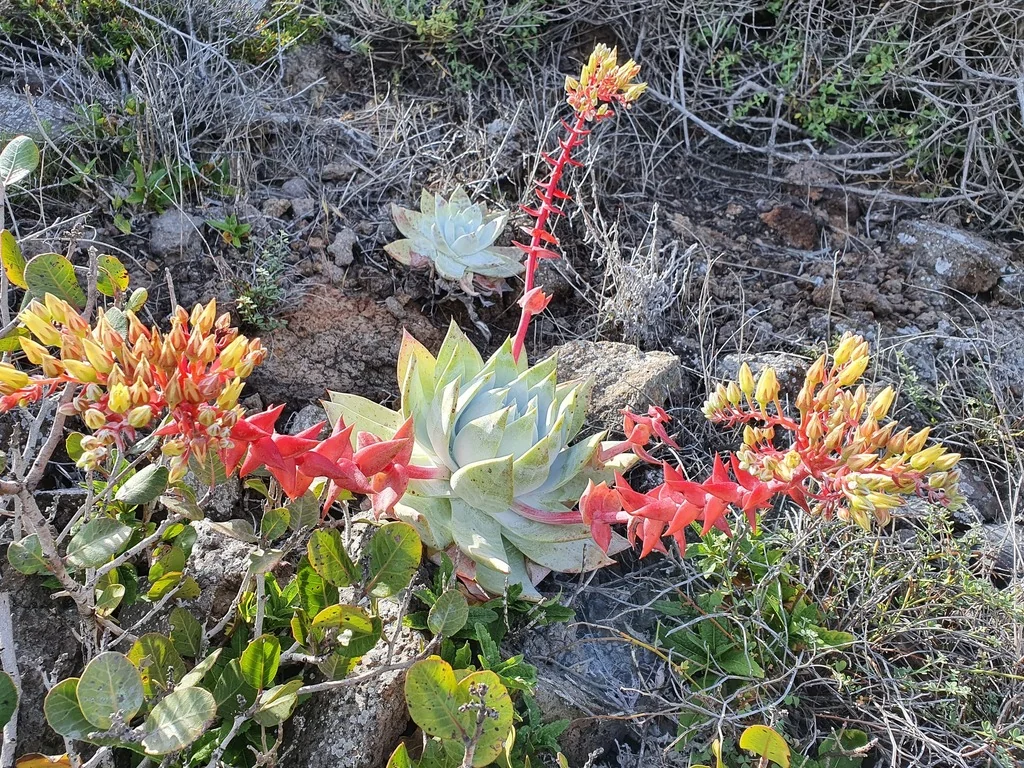 Dudleya Brittonii