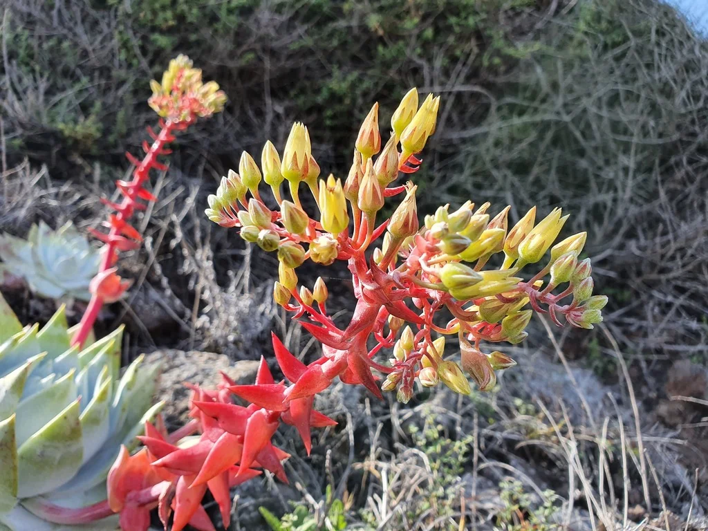 Dudleya Brittonii