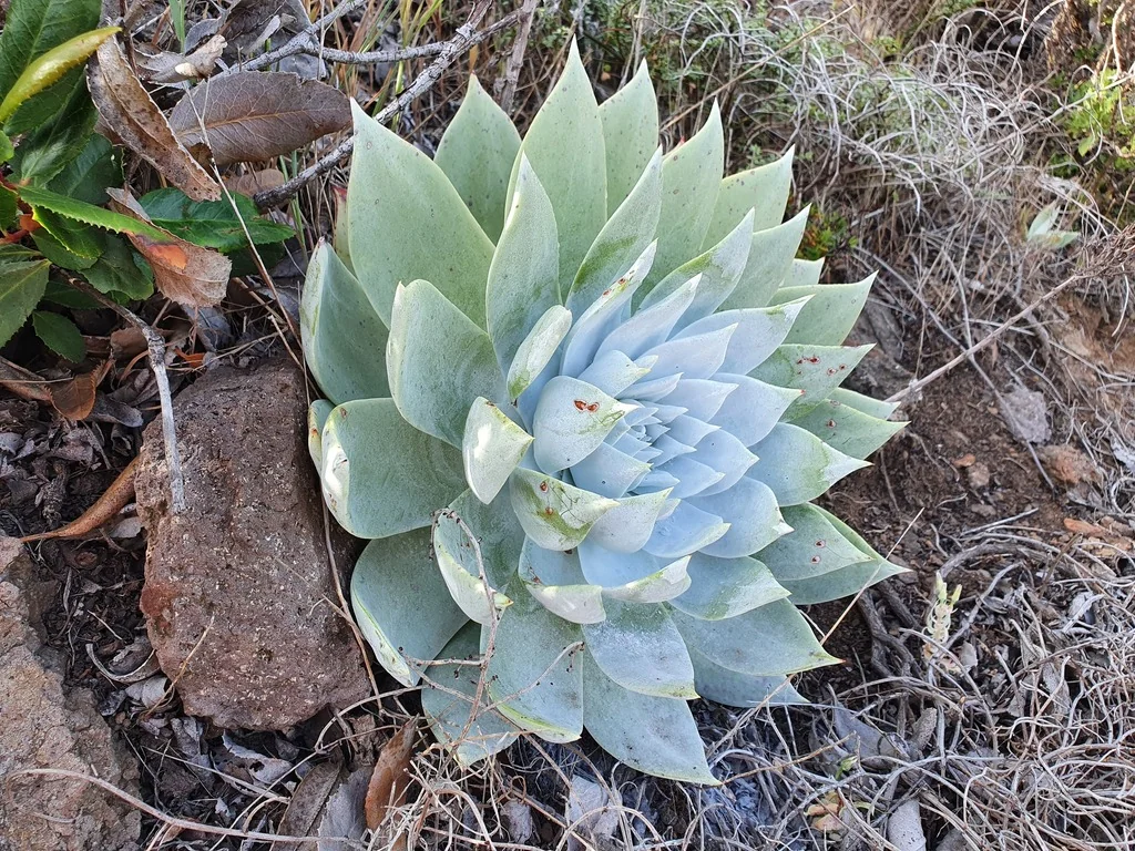 Dudleya Brittonii