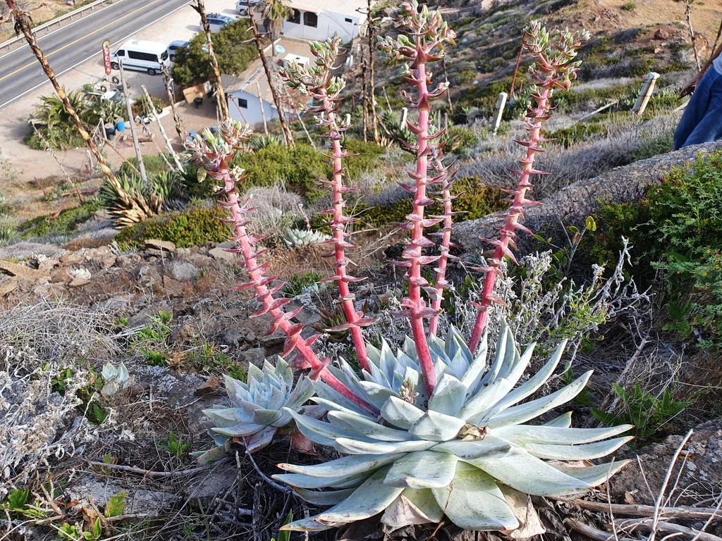Dudleya Brittonii