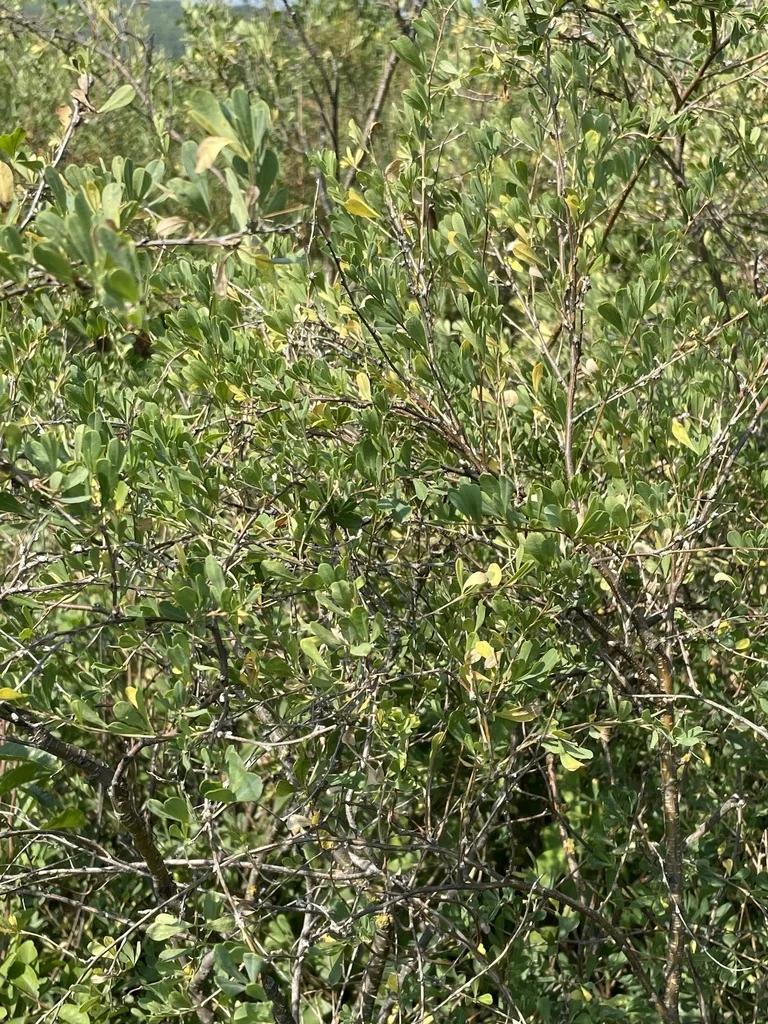 Caragana frutex