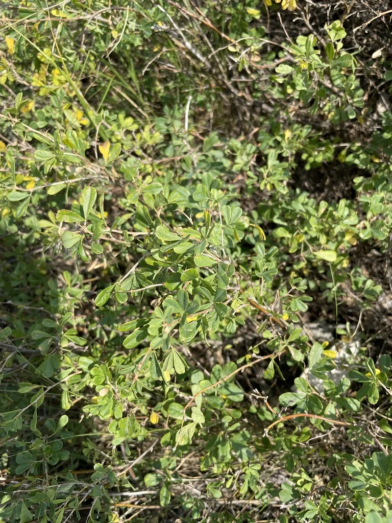 Caragana frutex