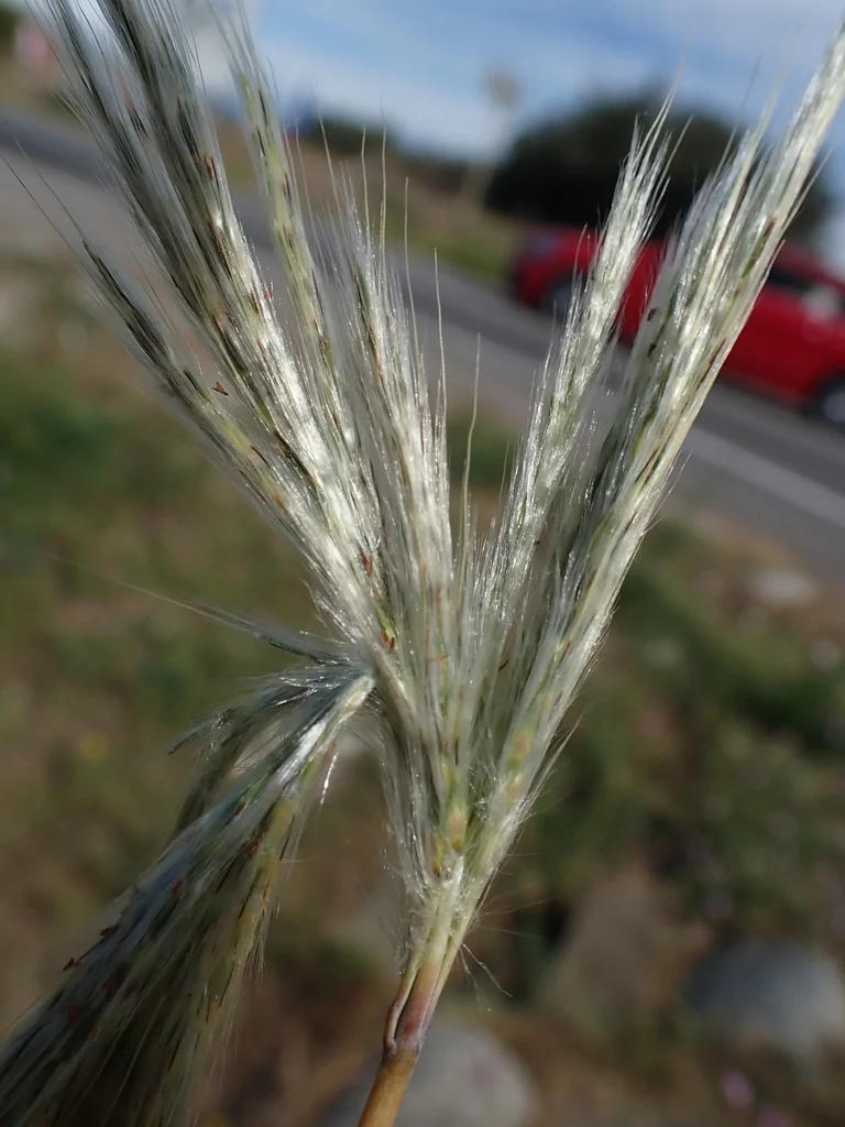 Bothriochloa Barbinodis