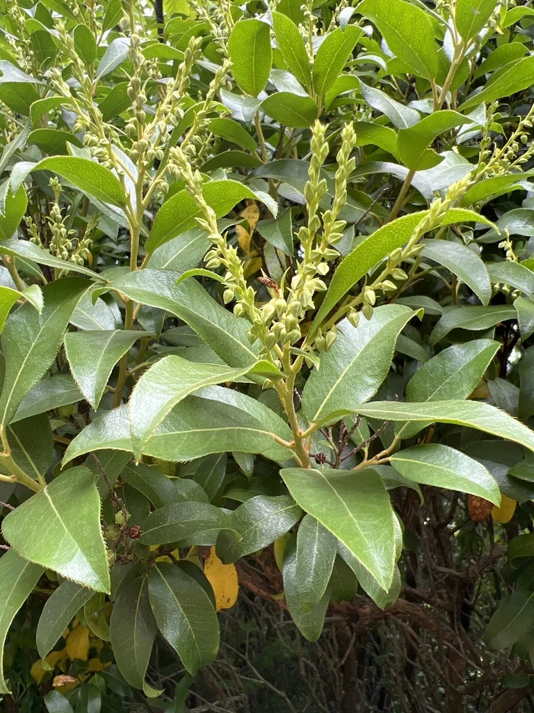 Pieris Floribunda