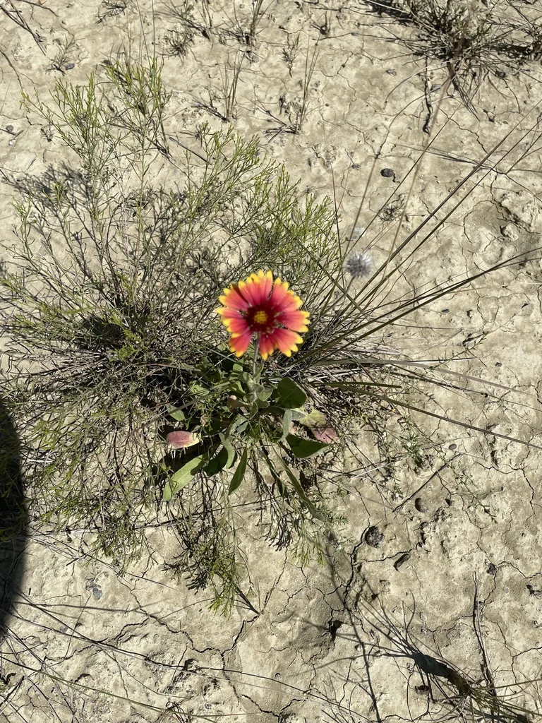 Gaillardia X Grandiflora