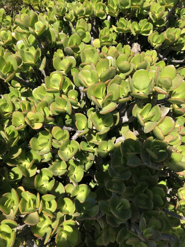 Crassula Ovata
