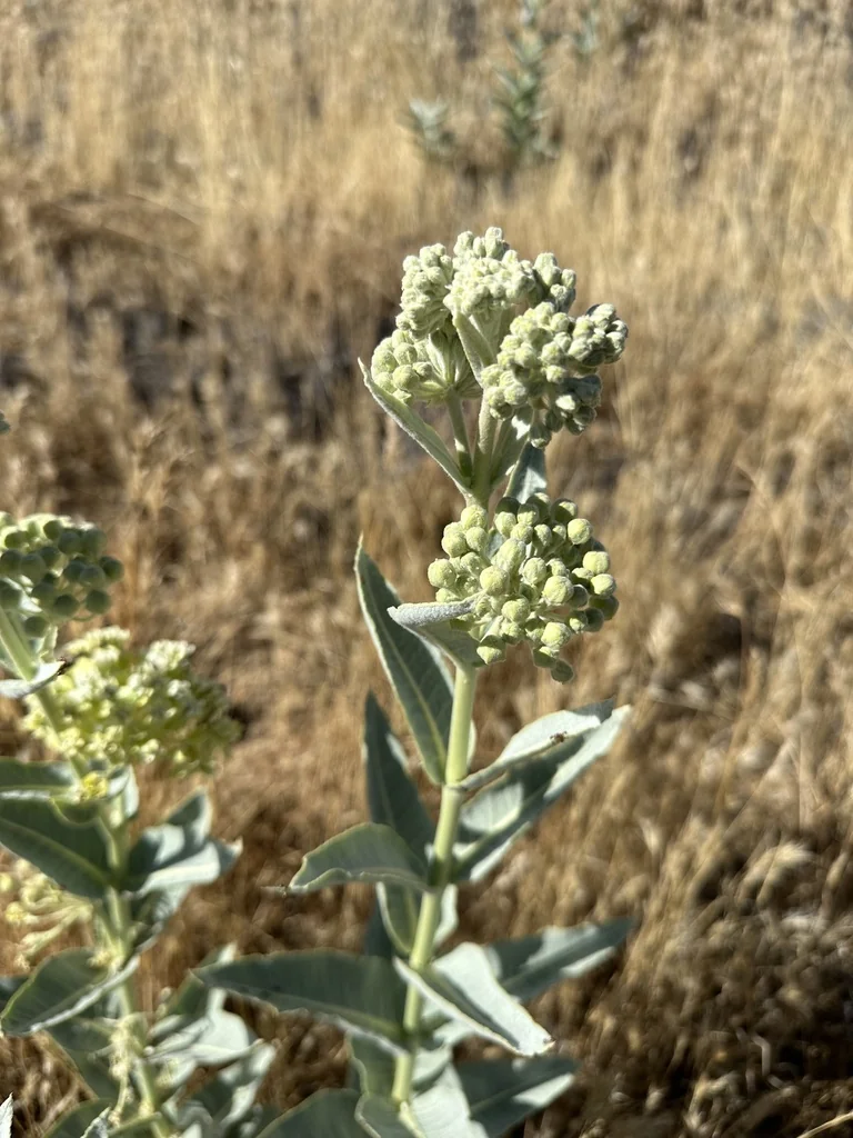 Asclepias Erosa