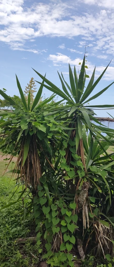 Yucca Elephantipes