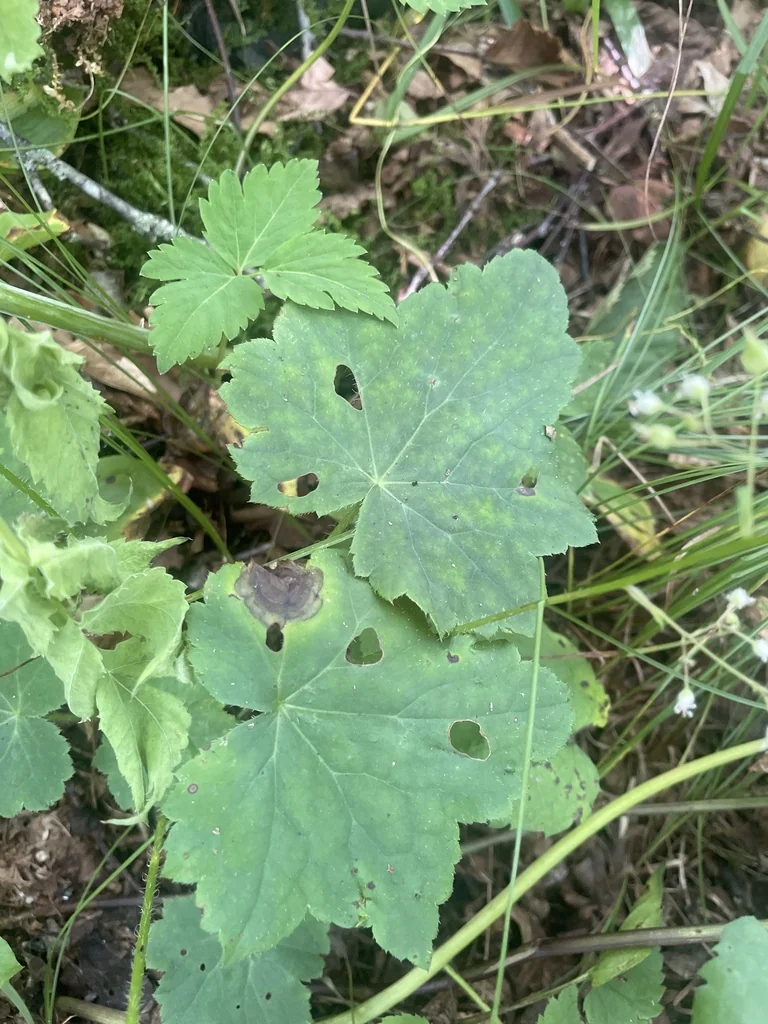 Heuchera Villosa