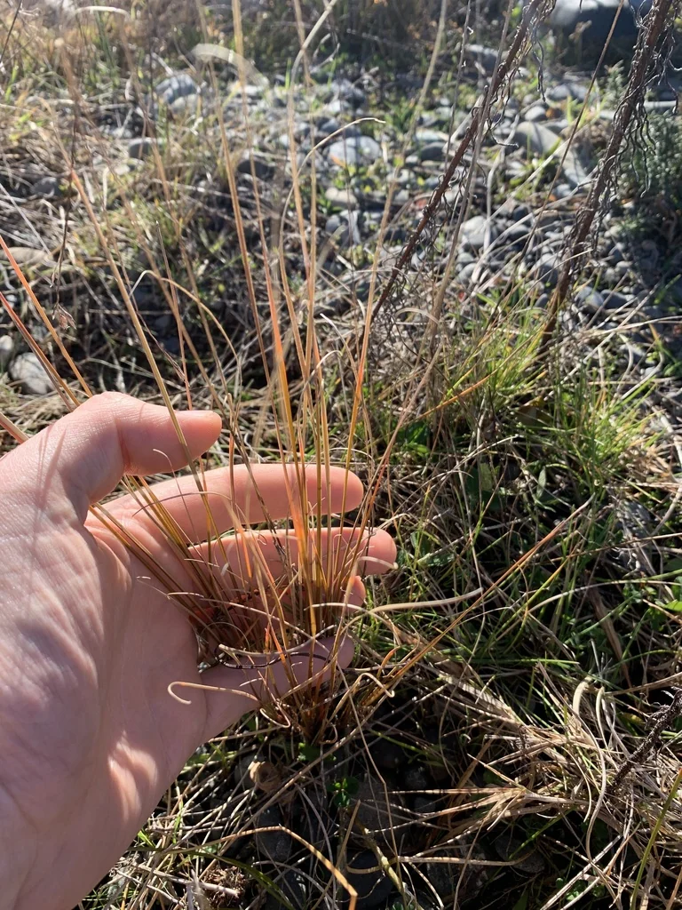 Carex Buchananii