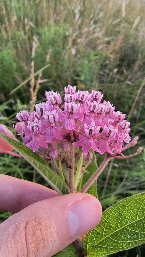 Asclepias Incarnata Pulchra