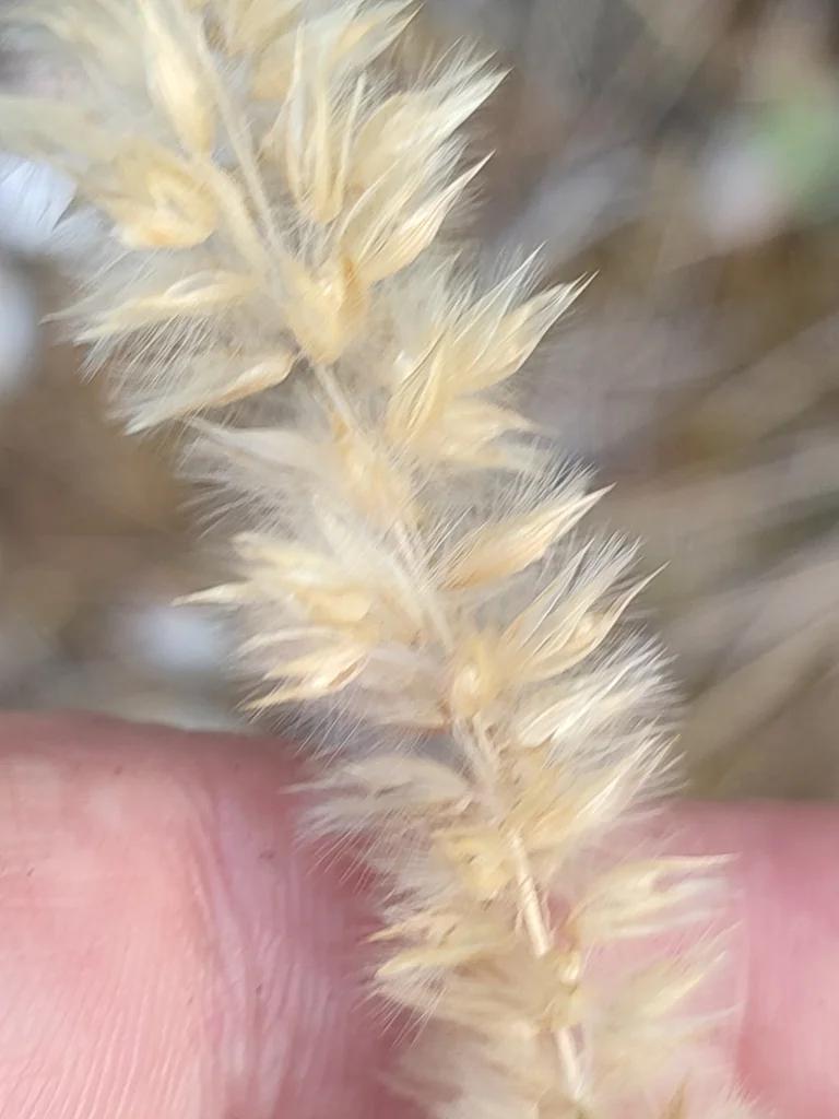Melica Ciliata