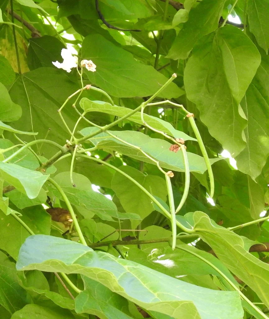 Catalpa Bignonioides