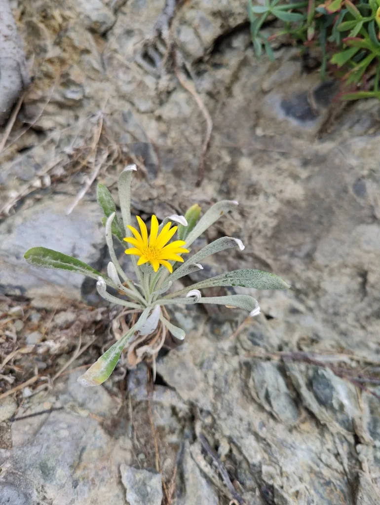 Gazania Rigens
