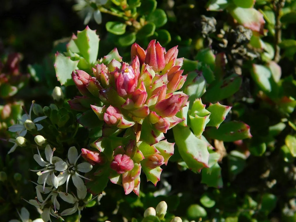 Oscularia Deltoides
