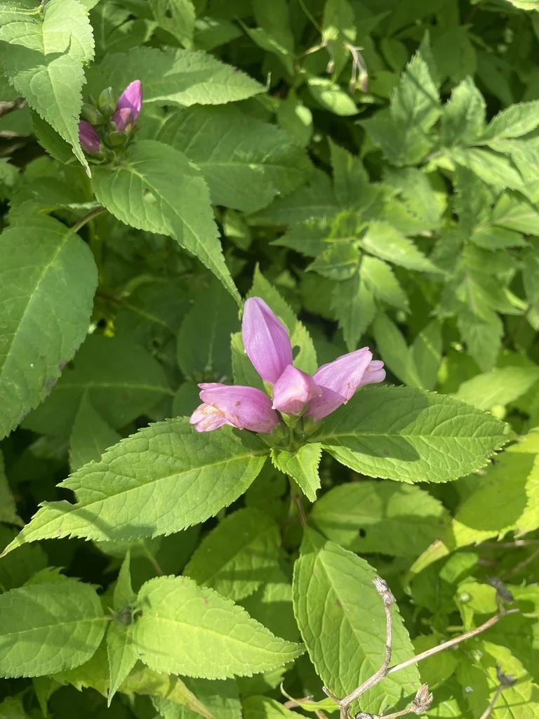 Chelone Lyonii
