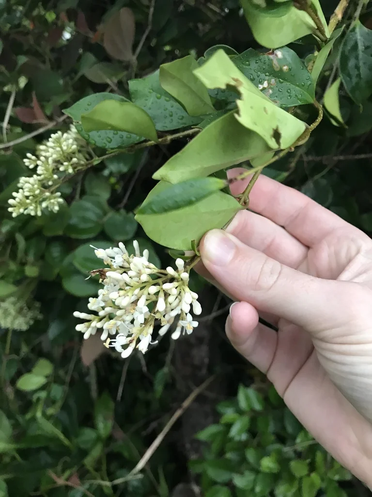 Ligustrum Japonicum