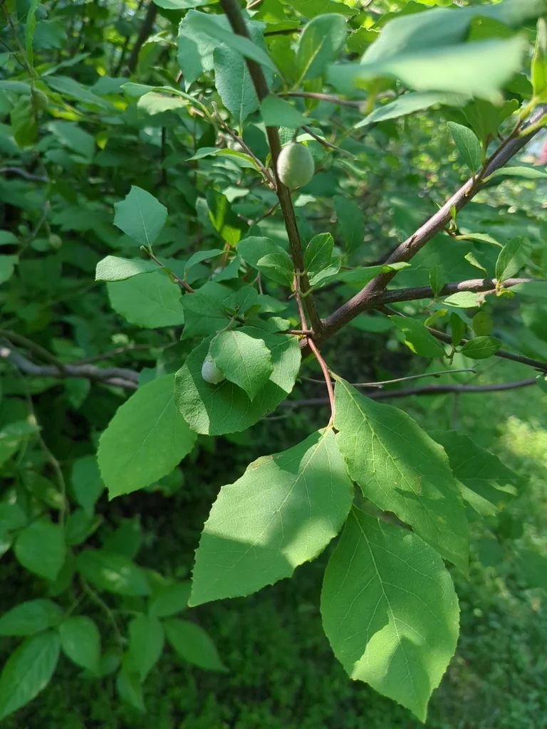 Styrax Americanus