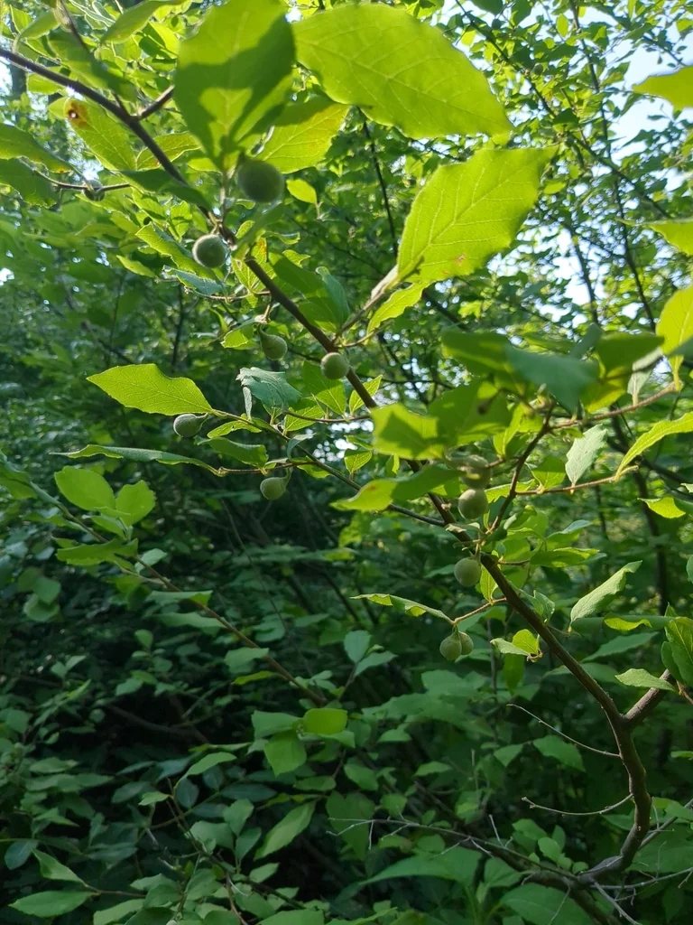 Styrax Americanus