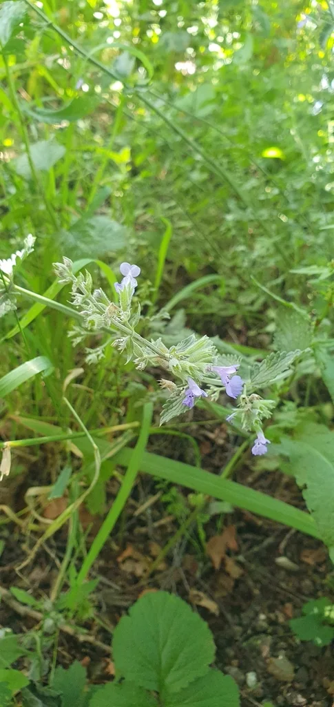 Nepeta X Faassenii