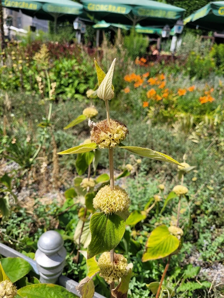 Phlomis russeliana