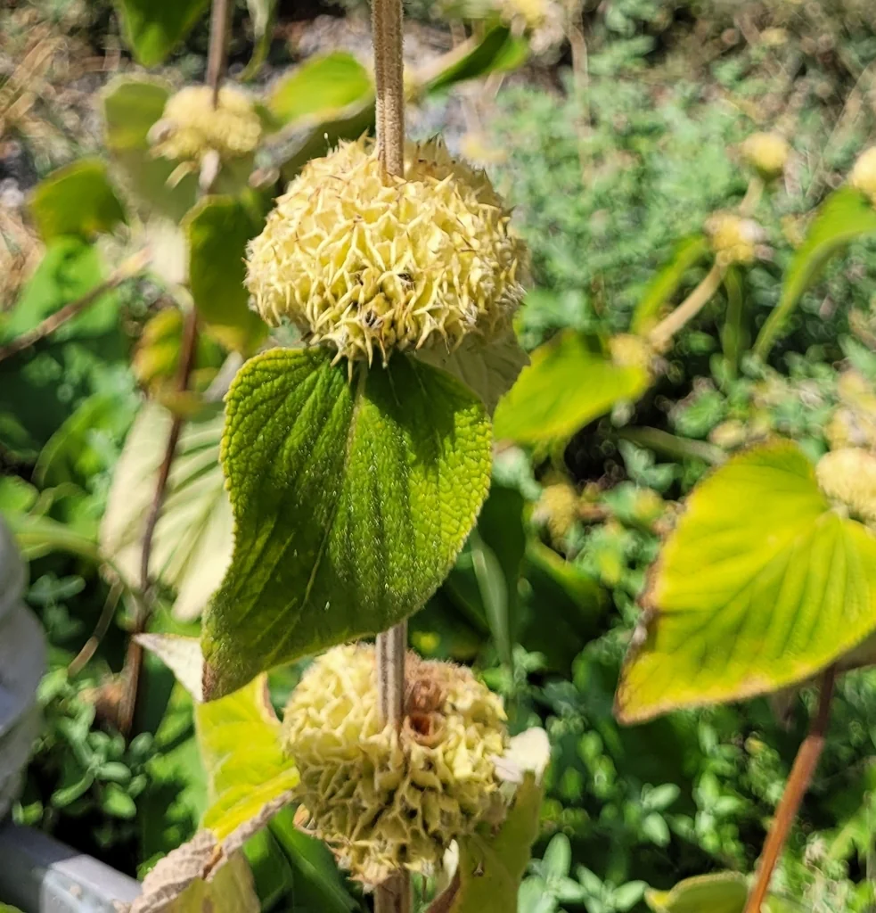 Phlomis russeliana