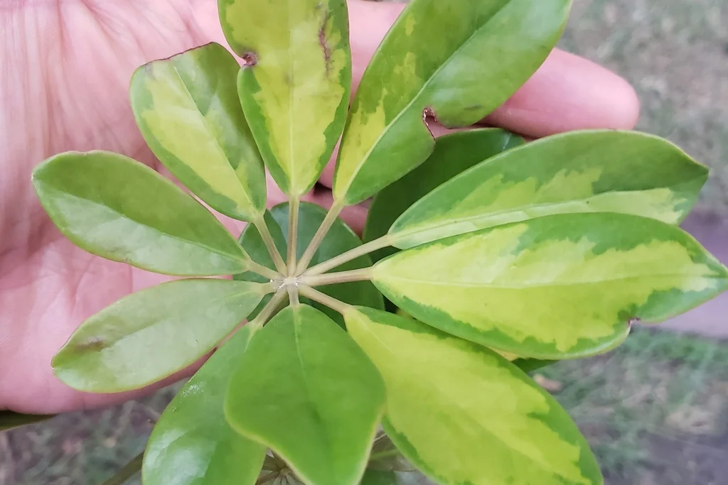 Schefflera Arboricola