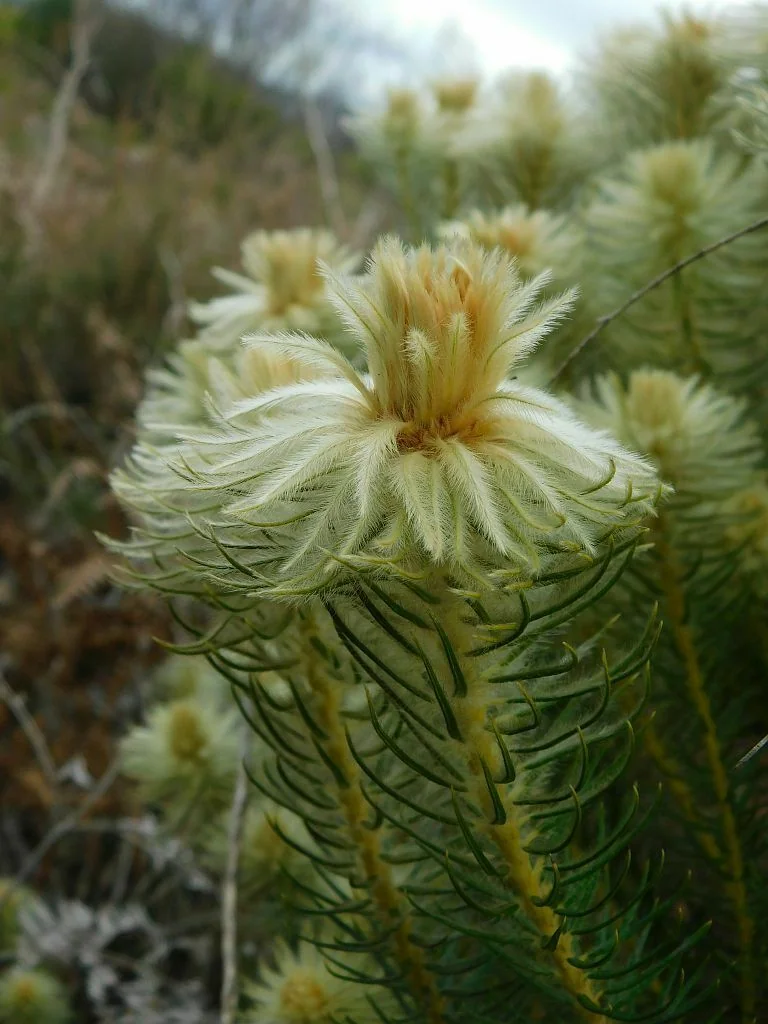 Phylica Pubescens